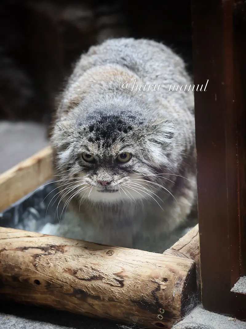 恩賜上野動物園のプリームラの写真