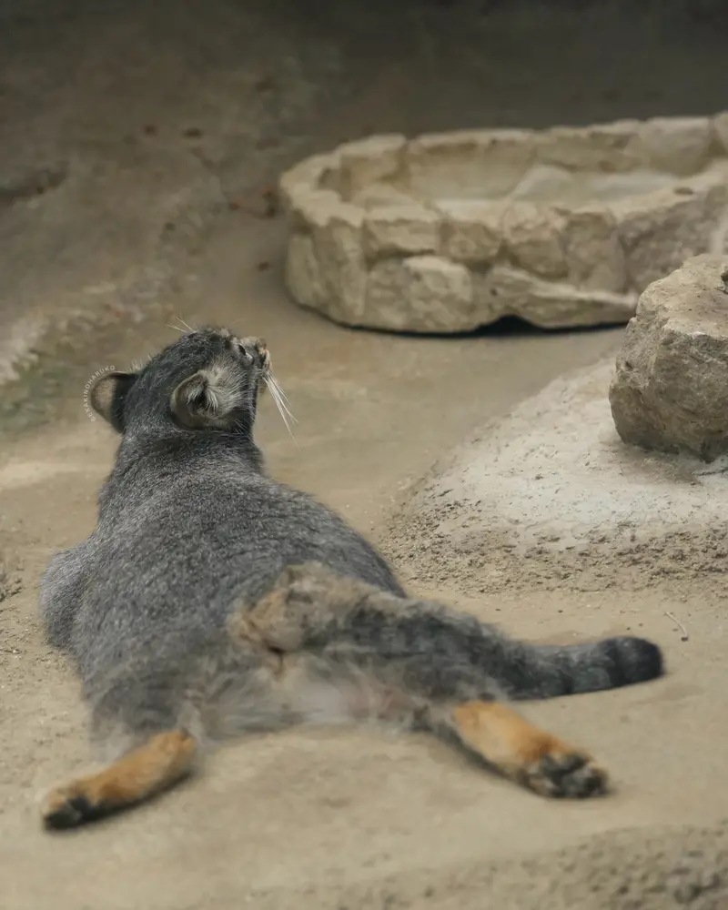 神戸どうぶつ王国のメイの写真