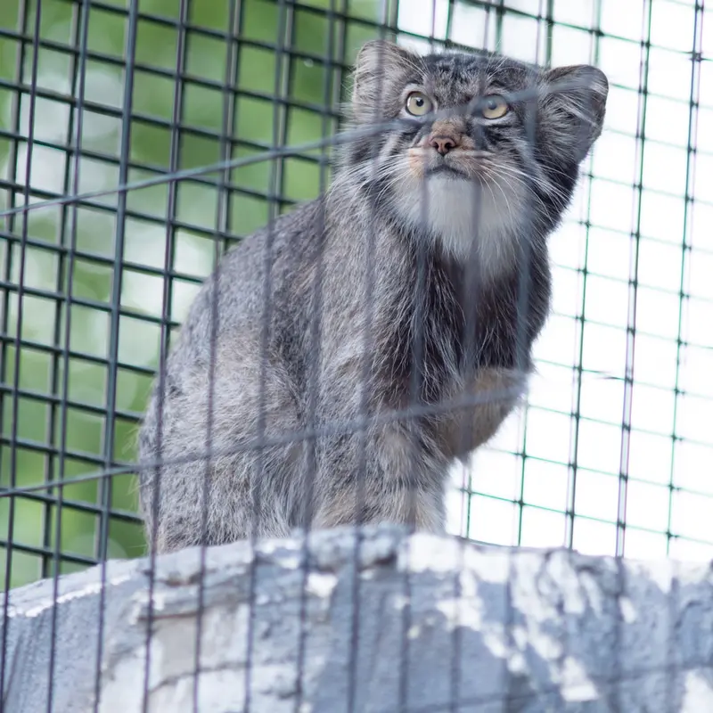 旭山動物園のヒデの写真