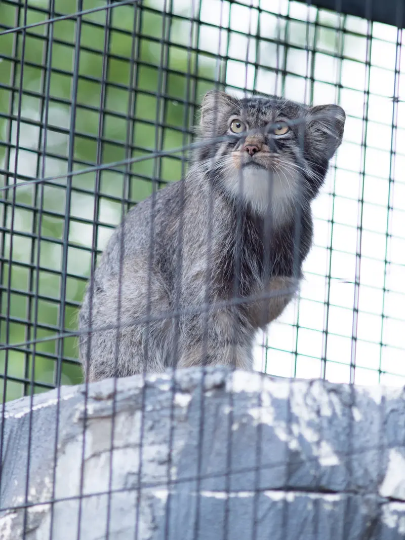 旭山動物園のヒデの写真