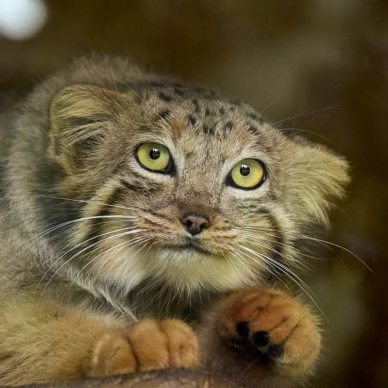 エレバン動物園のマヌルネコのナレ