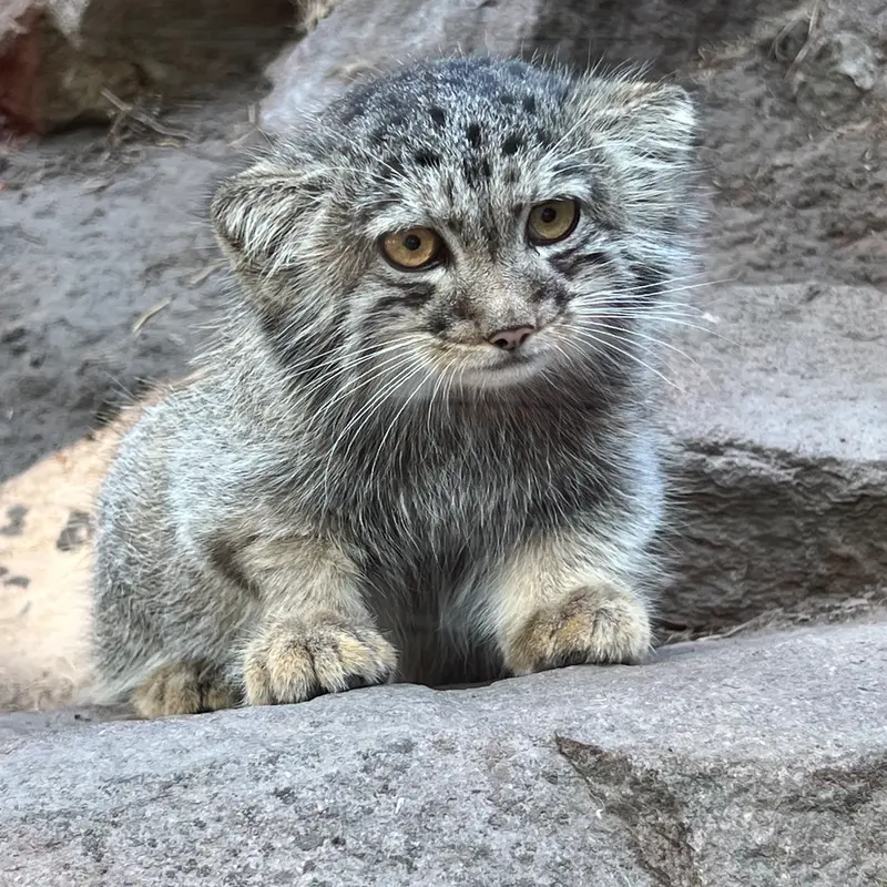 ブダペスト動物園・植物園のボリス Ⅱの写真