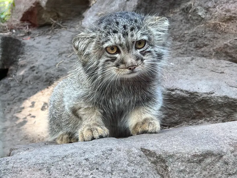 ブダペスト動物園・植物園のボリス Ⅱの写真