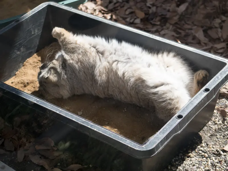 埼玉県こども動物自然公園のロータスの写真