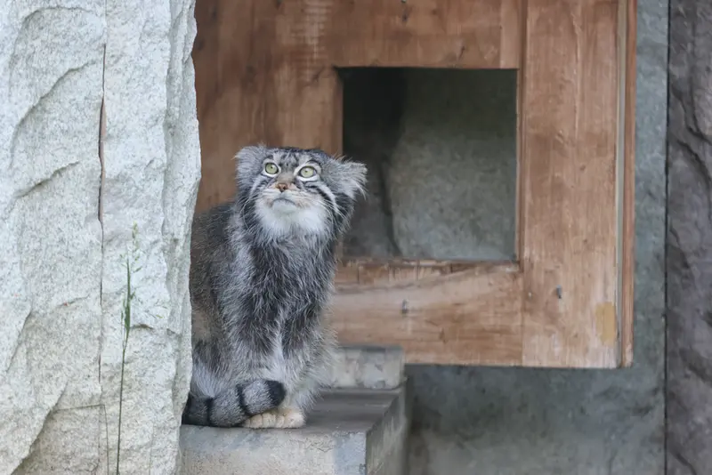 モスクワ動物園のティモフェイの写真