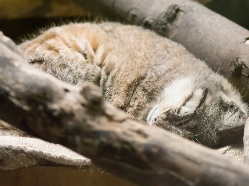 恩賜上野動物園のプリームラの写真