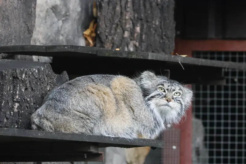 モスクワ動物園のティモフェイの写真
