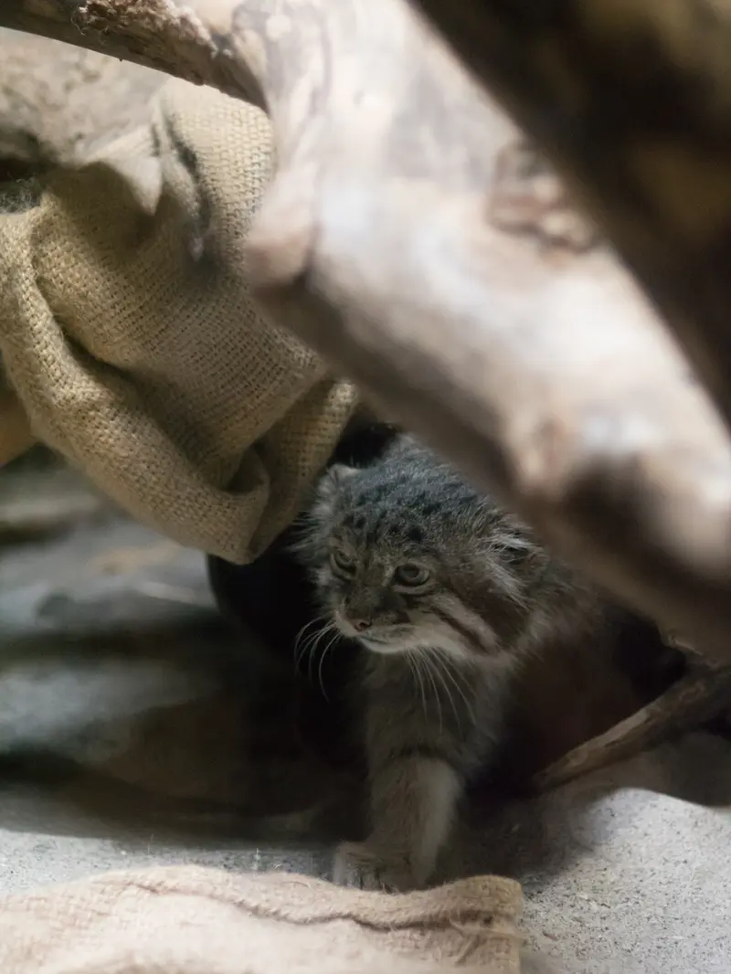 恩賜上野動物園のクリョンの写真