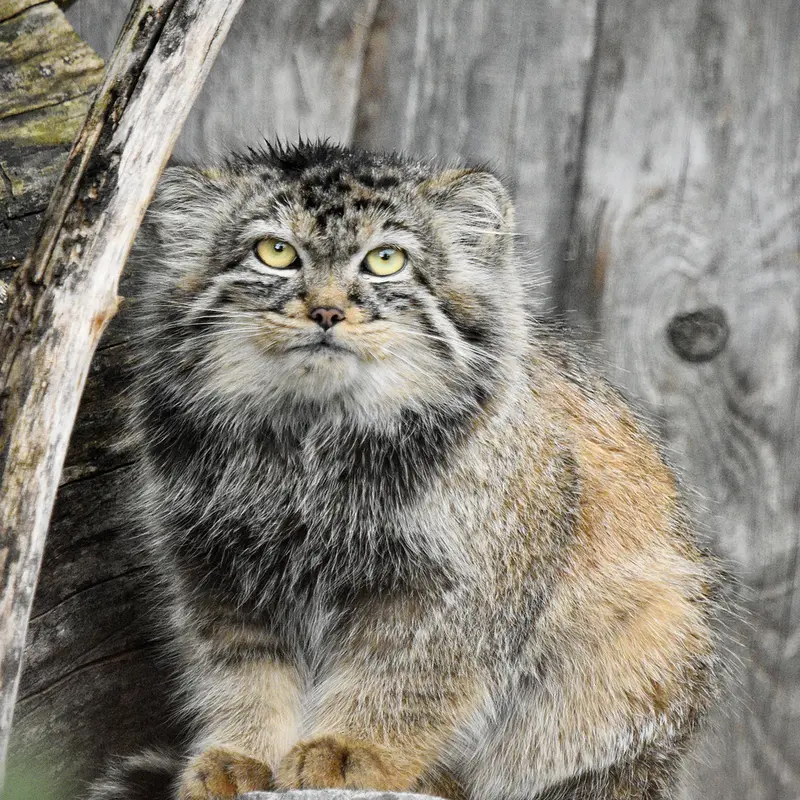 ティアパーク・ベルリンのマヌエラの写真