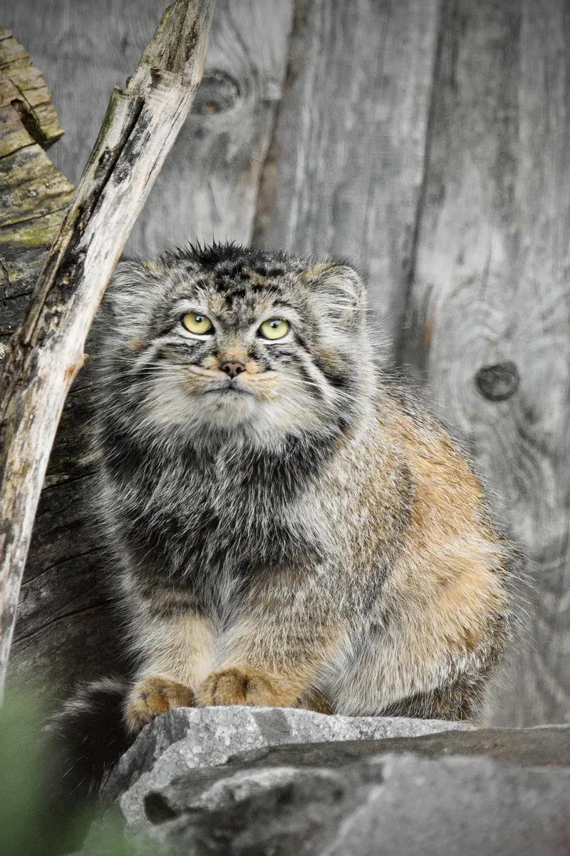 ティアパーク・ベルリンのマヌエラの写真