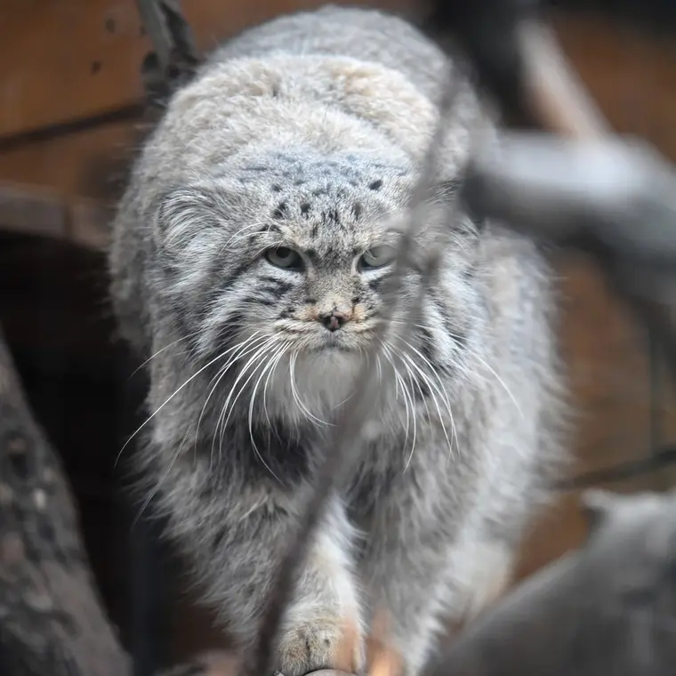 レニングラード動物園のスヴェンの写真