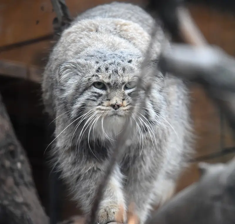 レニングラード動物園のスヴェンの写真