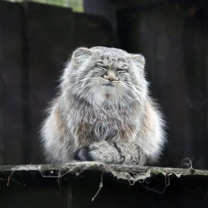 コシツェ動物園のアイセンの写真