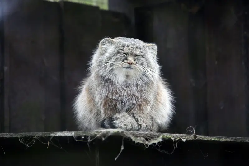 コシツェ動物園のアイセンの写真