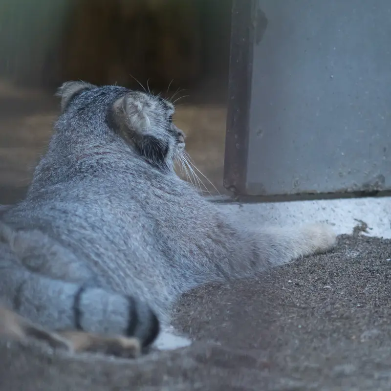 野毛山動物園のフィーガの写真