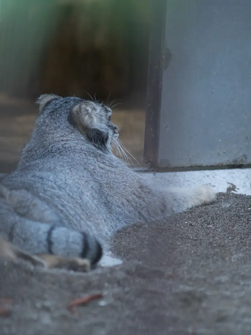 野毛山動物園のフィーガの写真