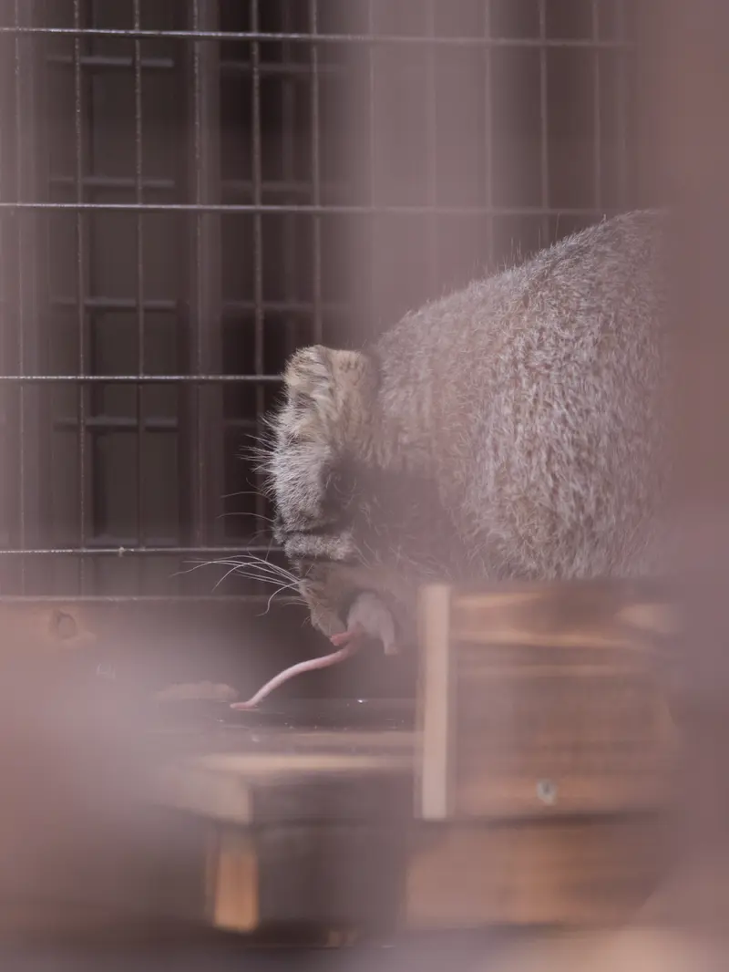 野毛山動物園のフィーガの写真