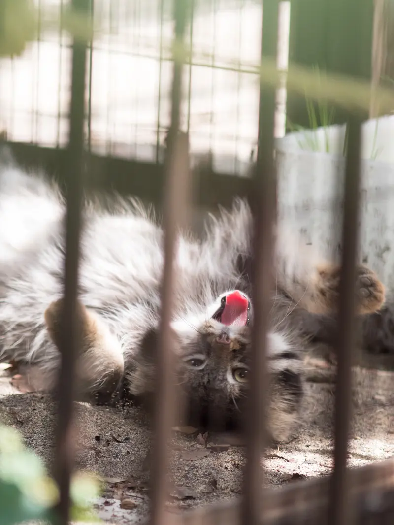 野毛山動物園のフィーガの写真