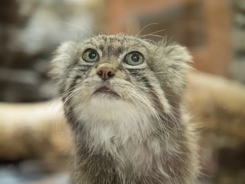 恩賜上野動物園のクリョンの写真