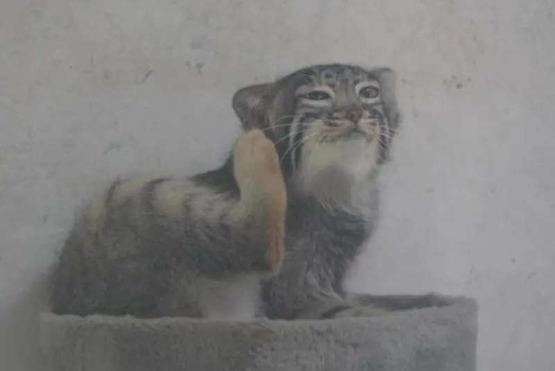 青海チベット高原野生動物園のスン・ダーニャンの写真