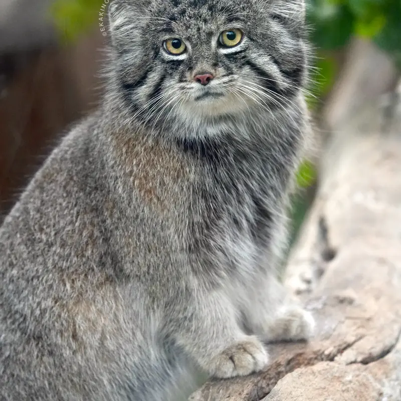 神戸どうぶつ王国のナルの写真