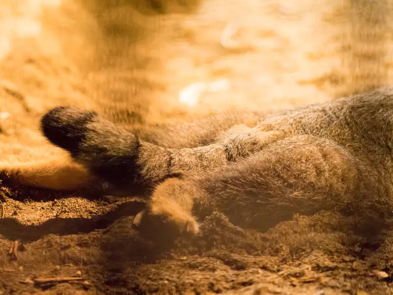 野毛山動物園のフィーガの写真