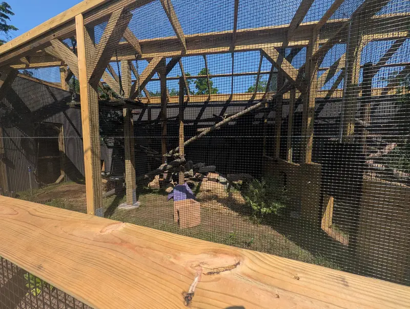 エルムウッド・パーク動物園のマヌルネコの写真