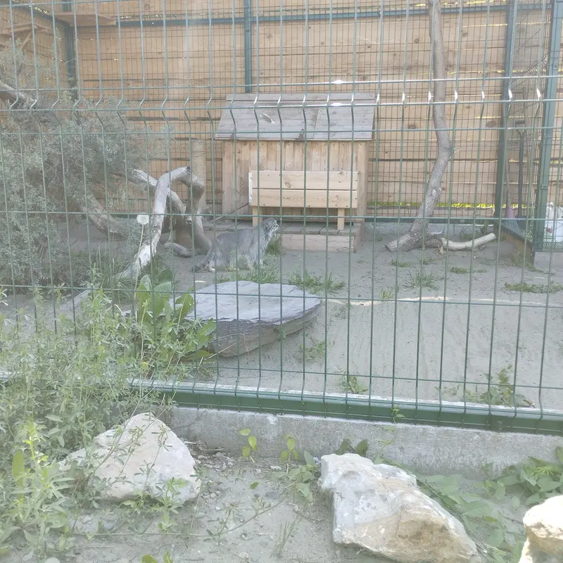 バルナウル動物園「レースナヤ・スカースカ」のペペの写真