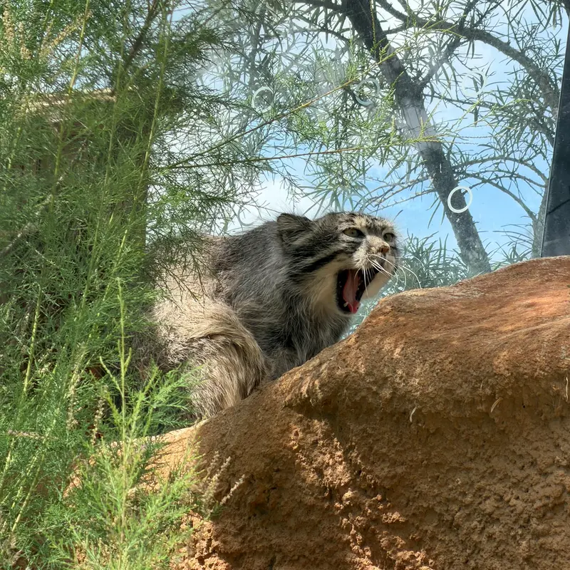 プラハ動物園のスパイの写真