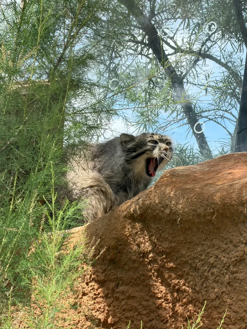 プラハ動物園のスパイの写真