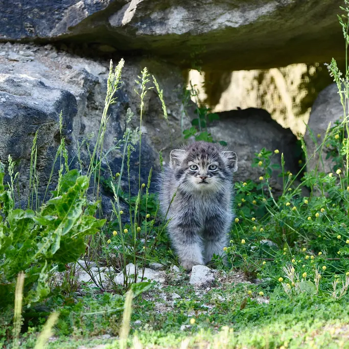 ポート・リムプネ・ワイルド・アニマル・パークのナムーの子猫 b. 2026 Ⅱの写真