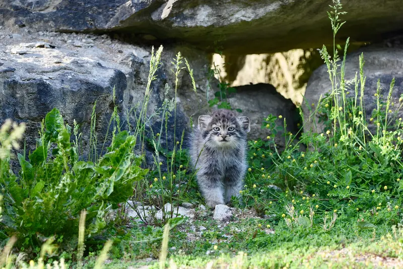 ポート・リムプネ・ワイルド・アニマル・パークのナムーの子猫 b. 2026 Ⅱの写真