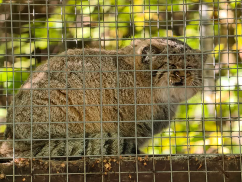 コシツェ動物園のアラニの子（2026年生まれ）Ⅰの写真