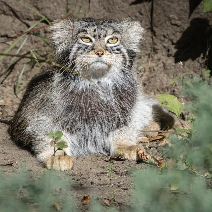 モスクワ動物園のティモフェイの写真
