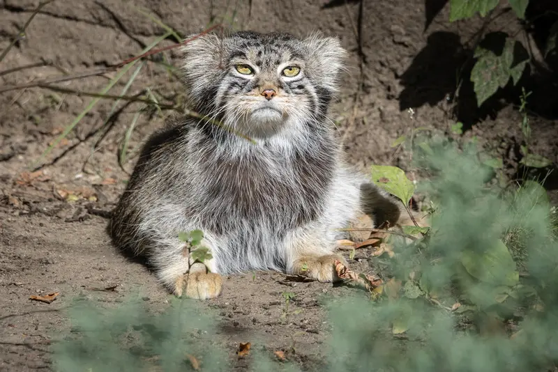 モスクワ動物園のティモフェイの写真