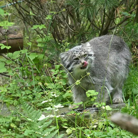 オペル動物園のバトゥの写真