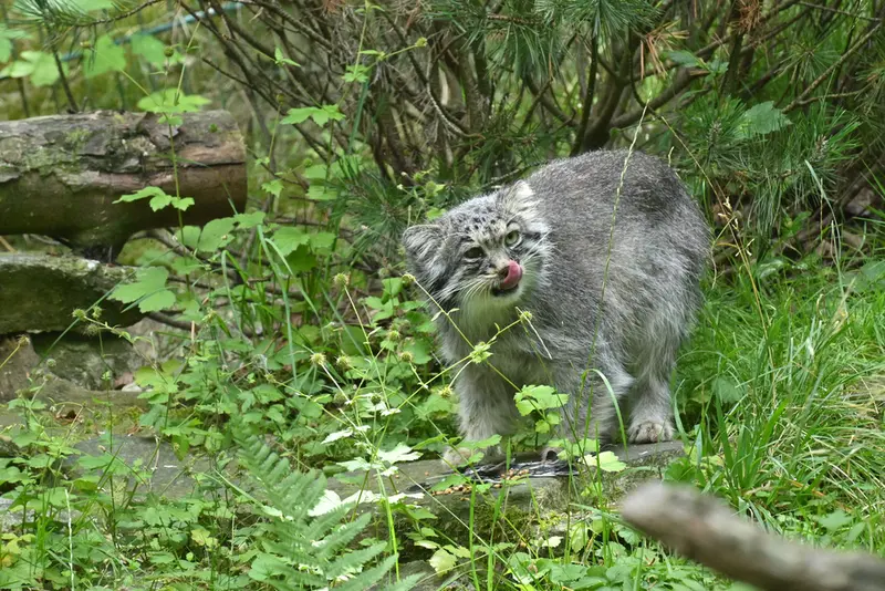 オペル動物園のバトゥの写真