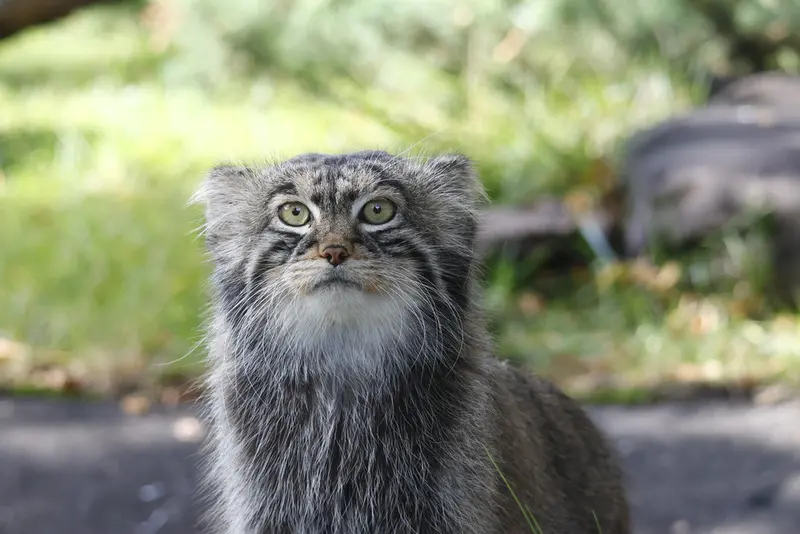 モスクワ動物園のティモフェイの写真
