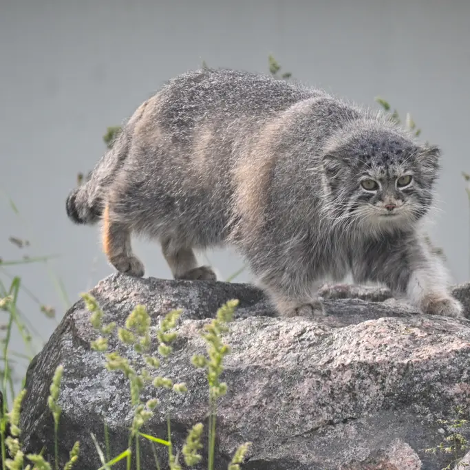 コルケアサーリ動物園のミミの写真