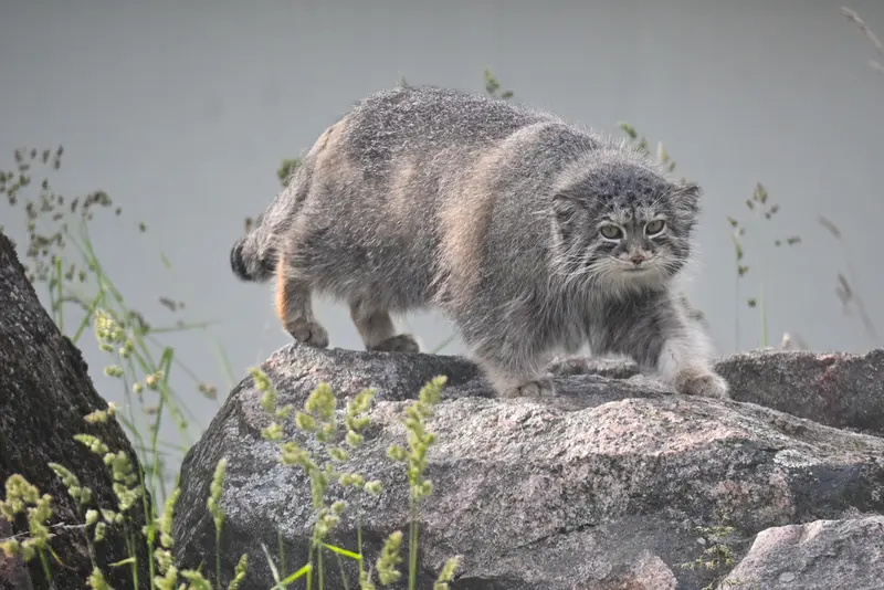 コルケアサーリ動物園のミミの写真