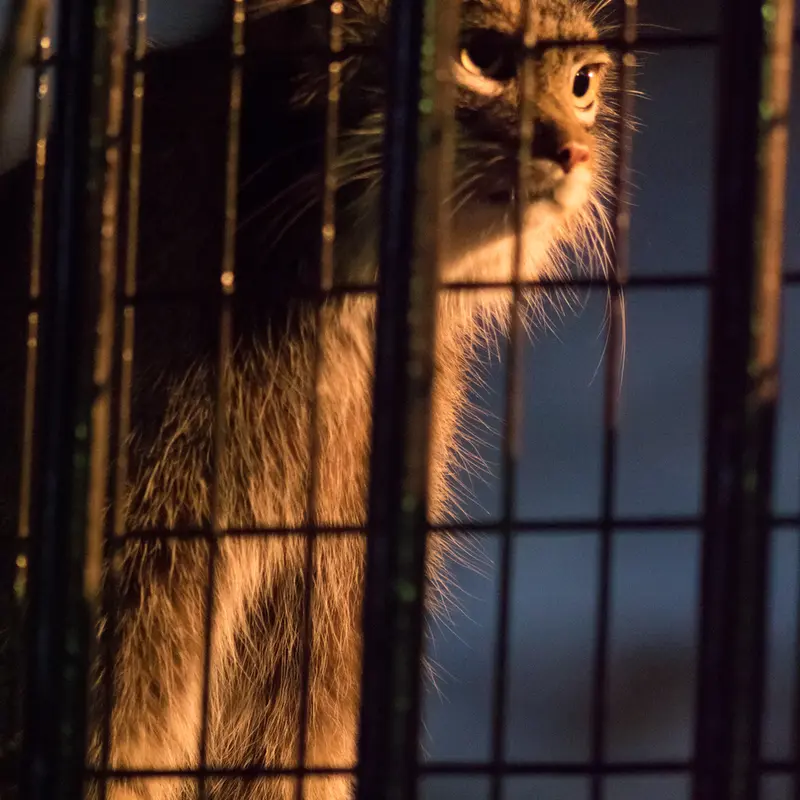 野毛山動物園のフィーガの写真