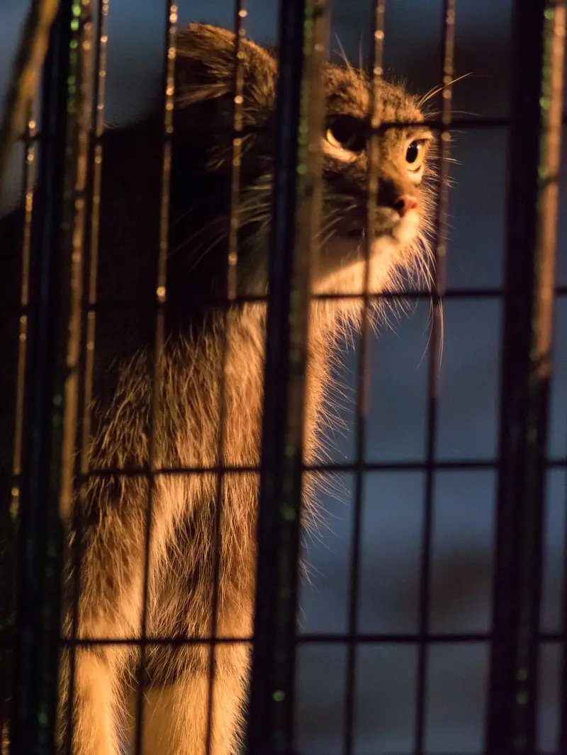 野毛山動物園のフィーガの写真
