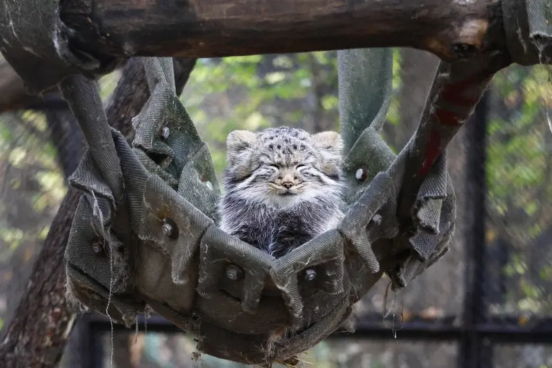 ノヴォシビルスク動物園のマヌルネコの写真
