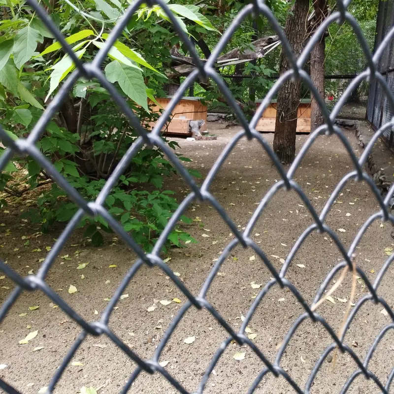 ノヴォシビルスク動物園のスネジンカの写真