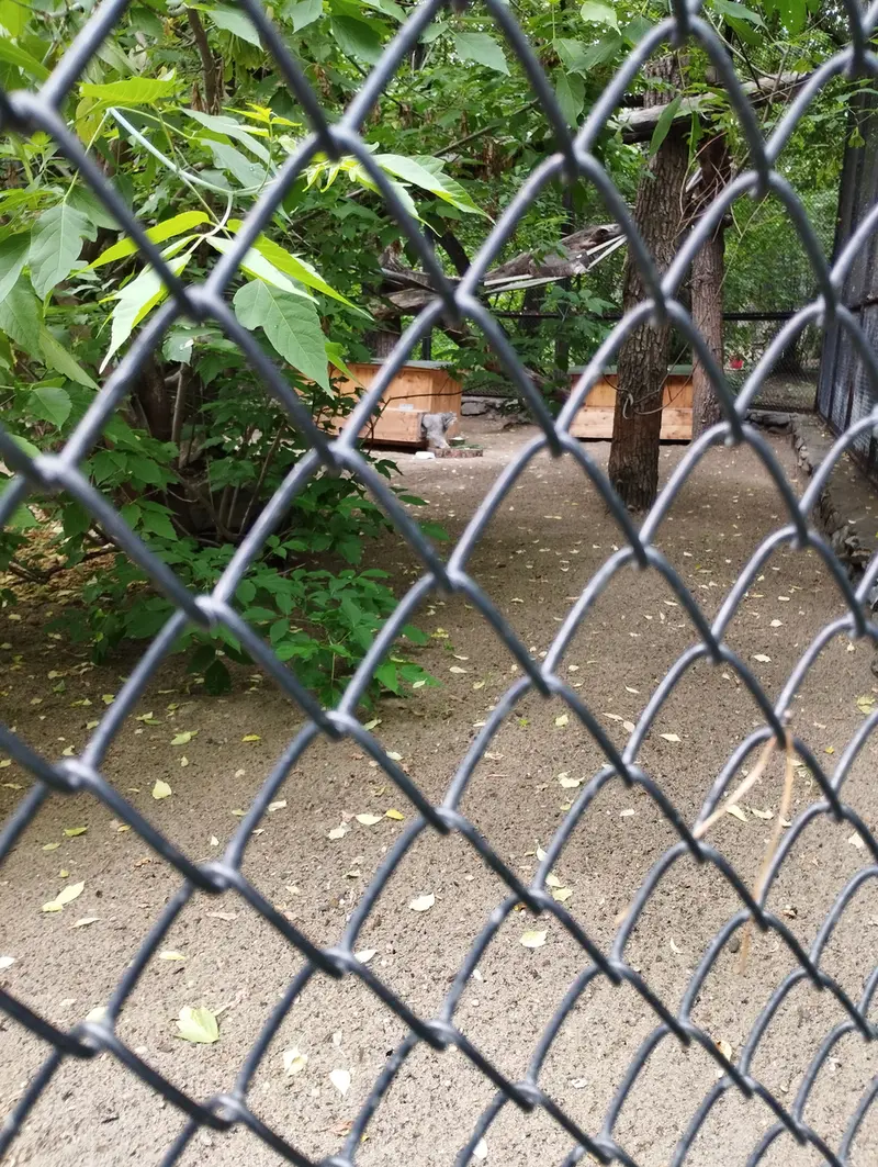 ノヴォシビルスク動物園のスネジンカの写真