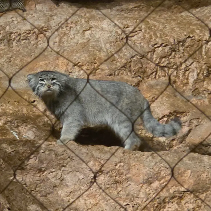 ブルックフィールド動物園シカゴのヨハンの写真