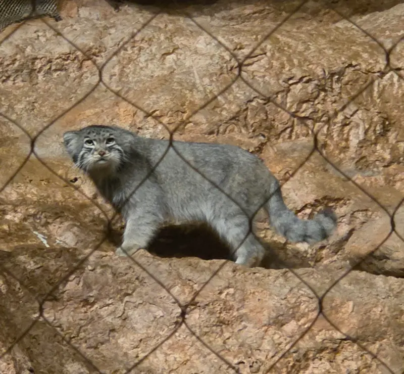 ブルックフィールド動物園シカゴのヨハンの写真