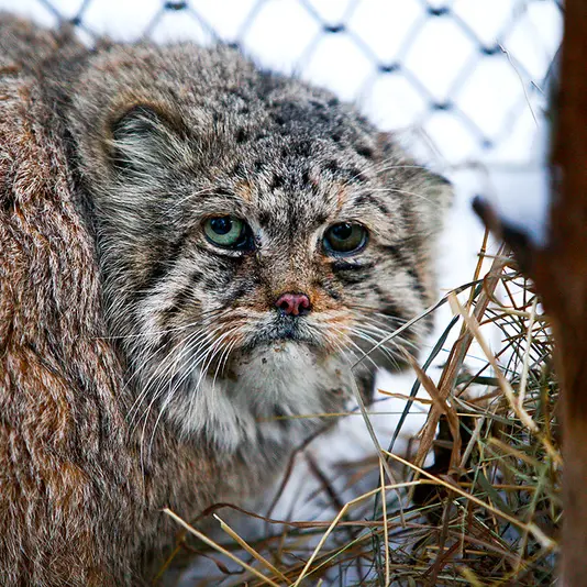 ノヴォシビルスク動物園のブレイドの写真