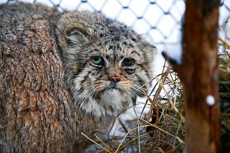 ノヴォシビルスク動物園のブレイドの写真