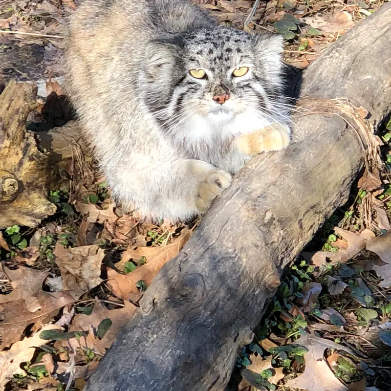 ニアイビ動物園のハルトの写真